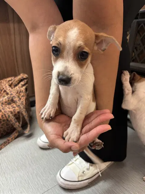 Valentina - Pit Bull Terrier