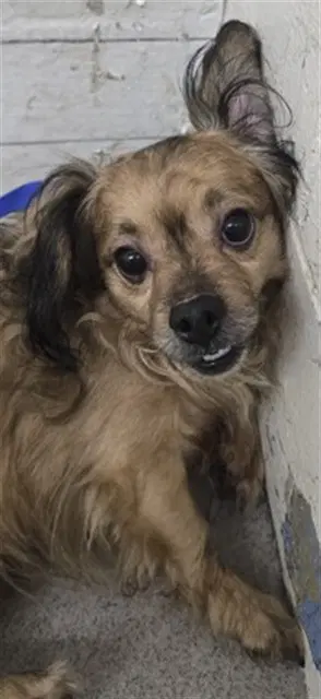 Geodude - Chihuahua