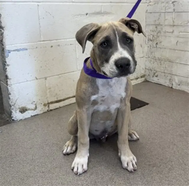 Squish - Pit Bull Terrier