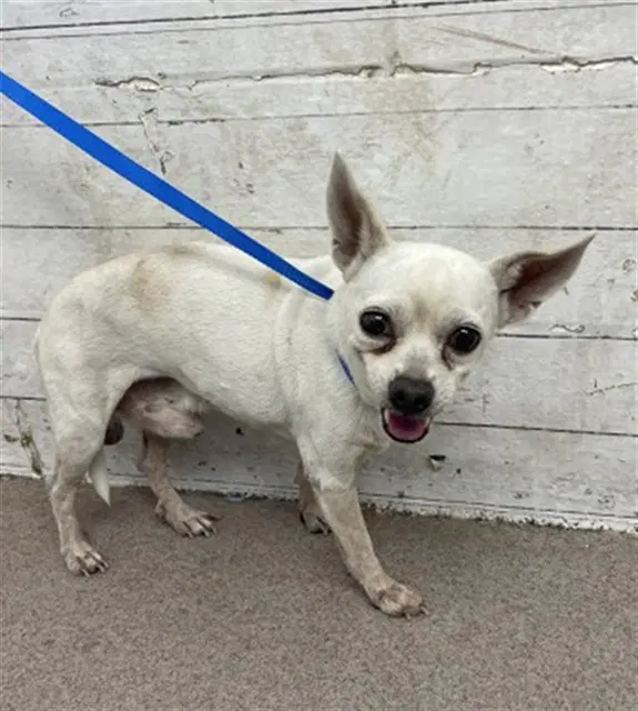 Mr Mime - Chihuahua