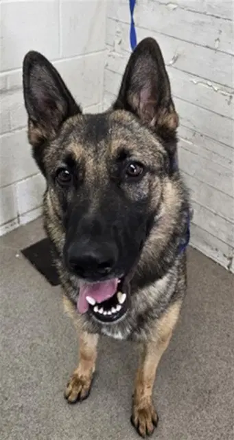 Gardevior - German Shepherd Dog