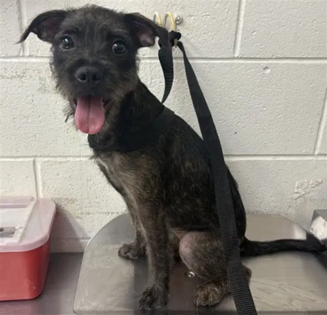 Jynx - Terrier