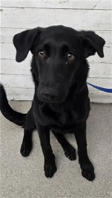 Gothitelle - Labrador Retriever