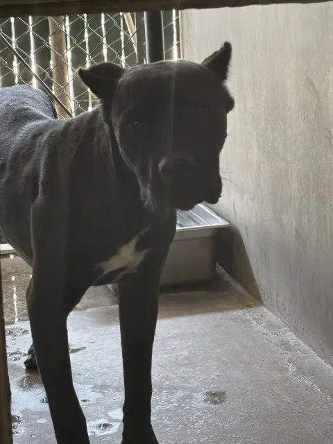 Danny Phantom - Cane Corso Mastiff