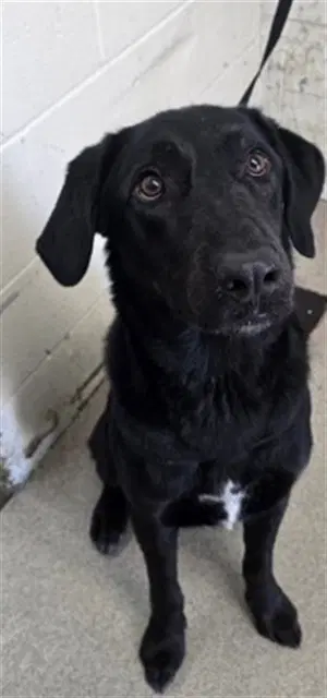 Reggie - Labrador Retriever