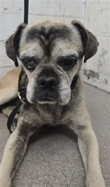 Chuck - Pug
