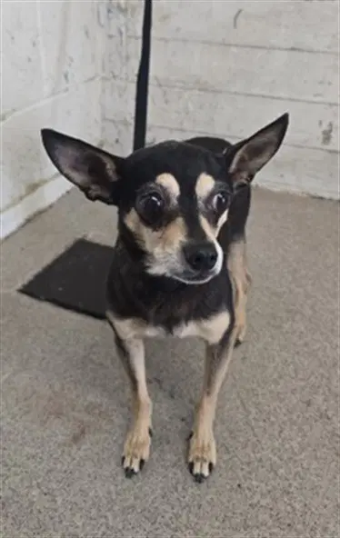 Patty - Chihuahua