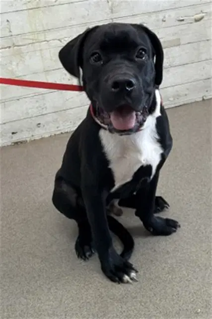 Reptar - Cane Corso Mastiff
