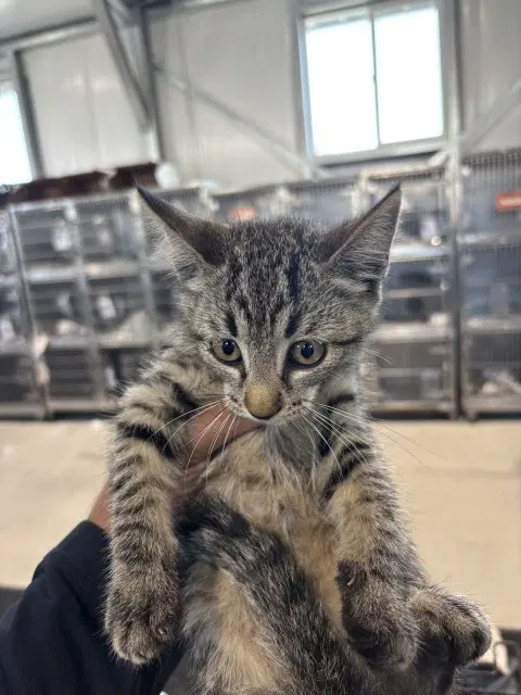 Lucia - Domestic Medium Hair