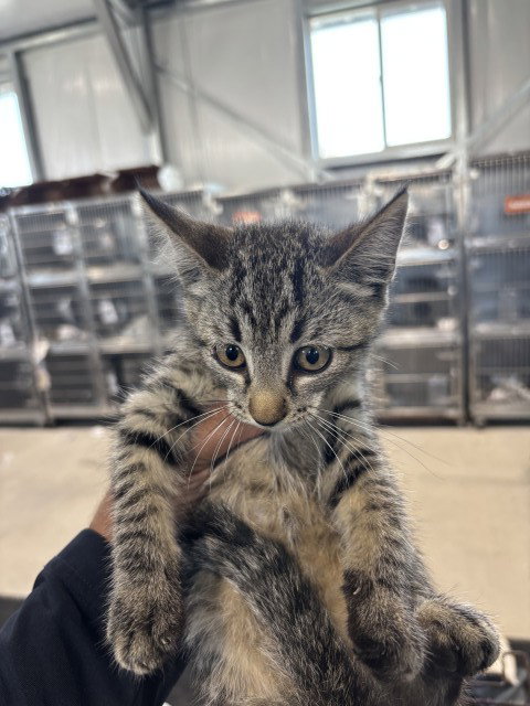 LUCIA, a cat for adoption from San Bernardino City Animal Control