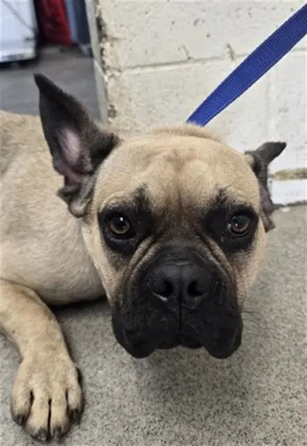 Samson - French Bulldog