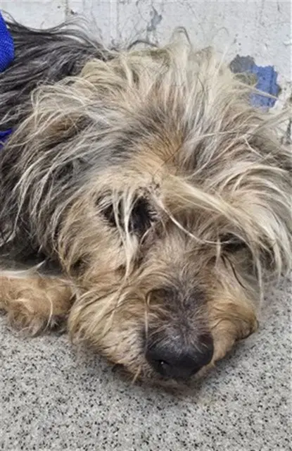 Beth - Yorkshire Terrier Yorkie