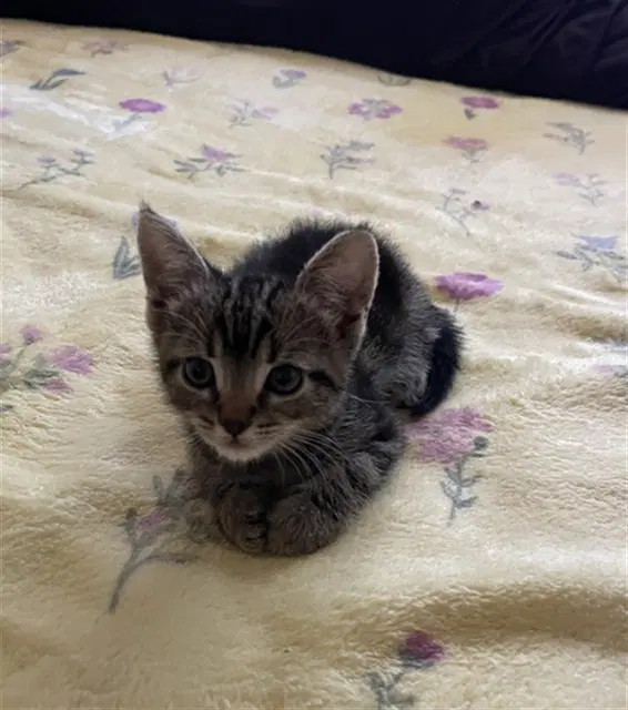 Alice - Domestic Short Hair