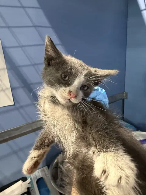 Charlie - Domestic Short Hair