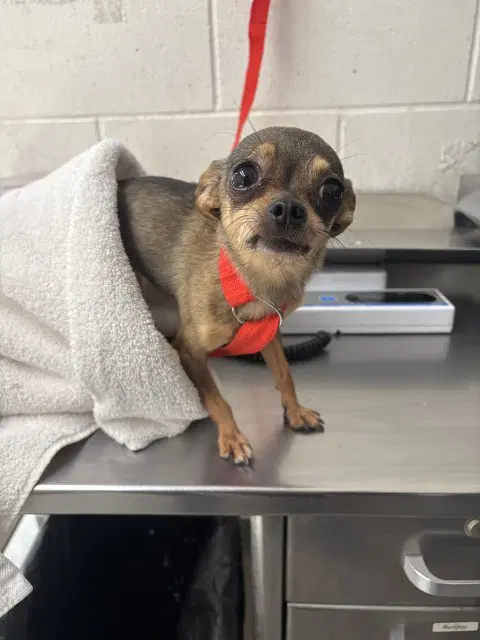 Evee - Chihuahua
