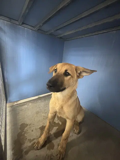 Judy - German Shepherd Dog