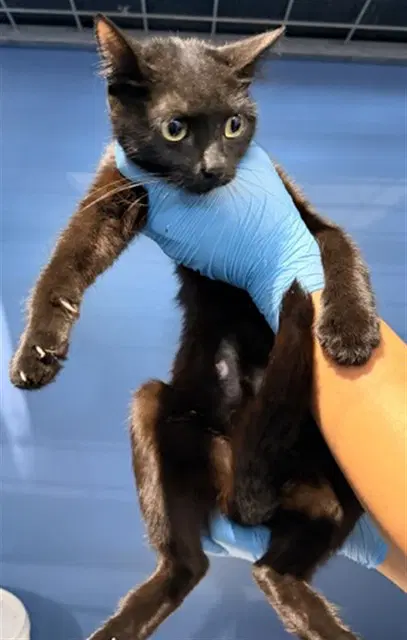 Luna - Domestic Short Hair