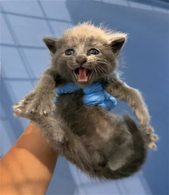 Louie - Domestic Short Hair