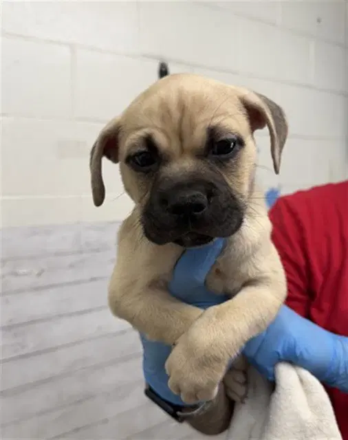 Brutus - Mastiff