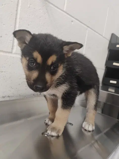Stella - German Shepherd Dog