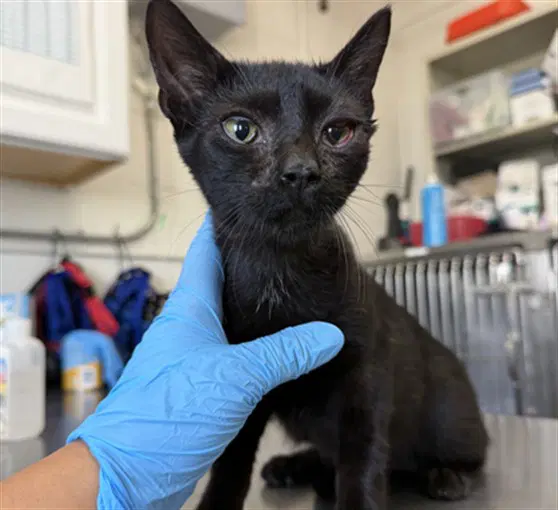 Beverly - Domestic Short Hair