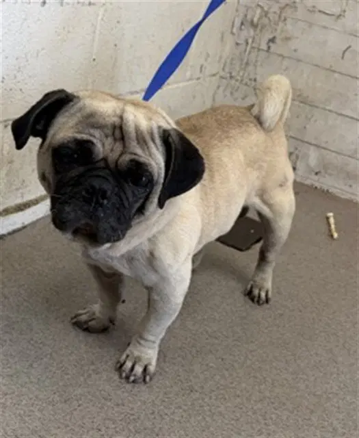 Winton - Pug