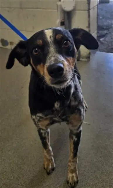 Dove - Catahoula Leopard Dog