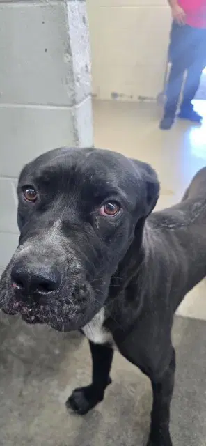 Koda James - Cane Corso Mastiff