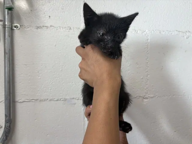 Fiona - Domestic Short Hair