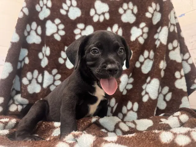 Sage - Pit Bull Terrier