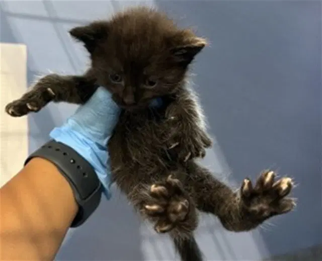 Binx - Domestic Short Hair