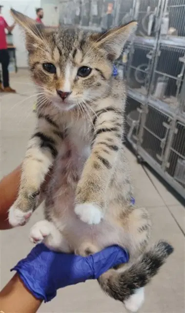 Elias - Domestic Short Hair