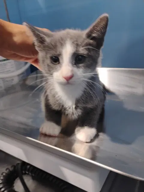 Jay Jay - Domestic Short Hair