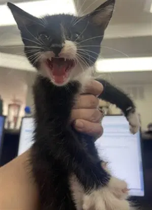 Weasley - Domestic Short Hair