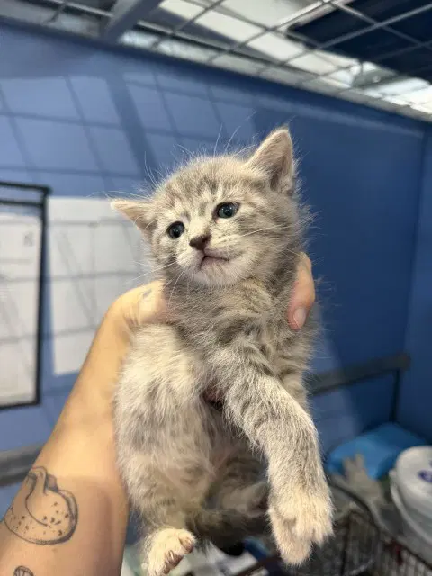 Jane - Domestic Short Hair