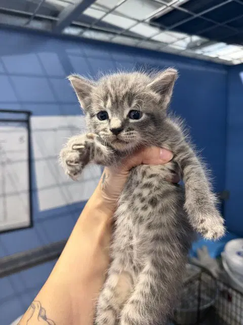 Matilda - Domestic Short Hair