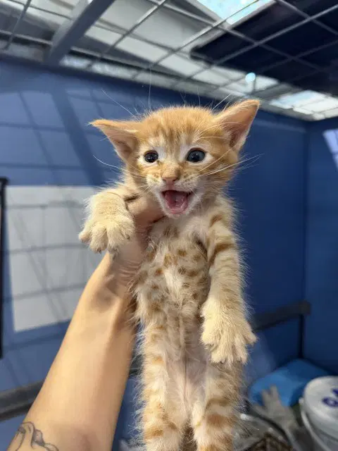 Potter - Domestic Short Hair