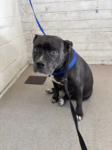 Chika - Pit Bull Terrier