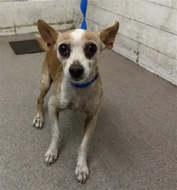 Leo - Chihuahua