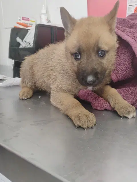 Nico - German Shepherd Dog