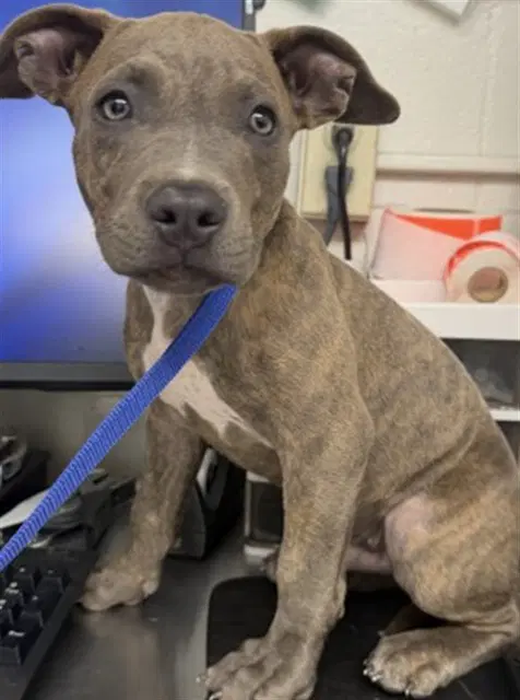 Wolverine - Pit Bull Terrier