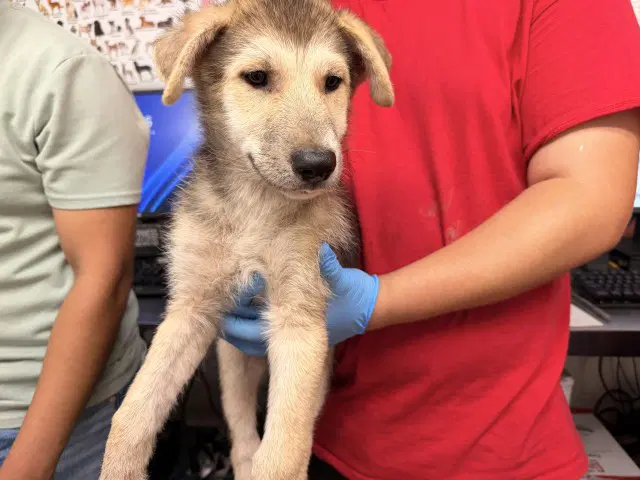 Golden - Siberian Husky
