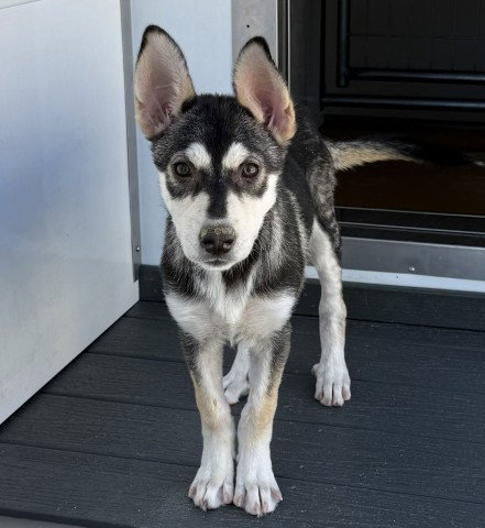 FOXY, a dog for adoption from San Bernardino City Animal Control