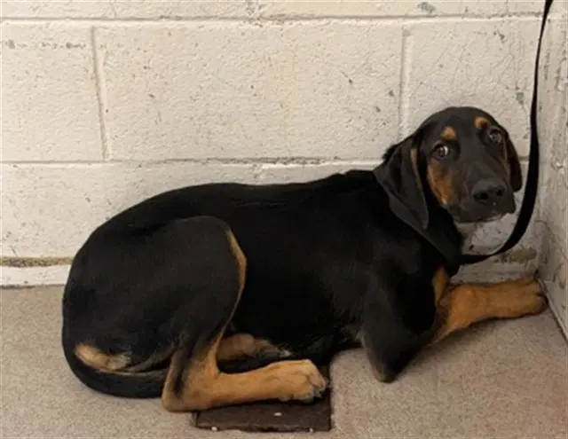 Freddy Fazbear - Black and Tan Coonhound