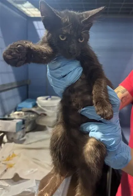 Sashimi - Domestic Short Hair