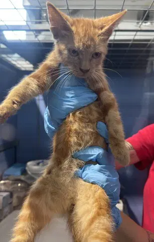 Salmon - Domestic Short Hair