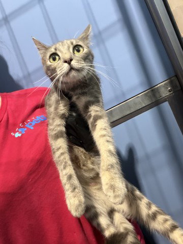 TRIS, a cat for adoption from San Bernardino City Animal Control