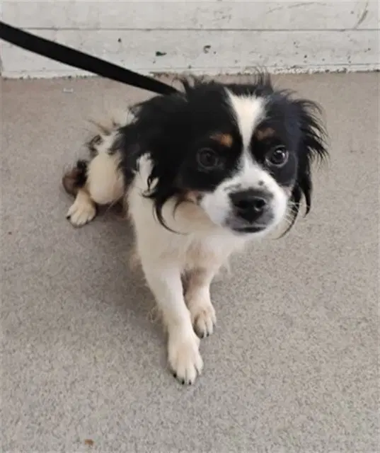 Banksy - Chihuahua