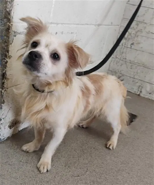 Lincoln - Chihuahua