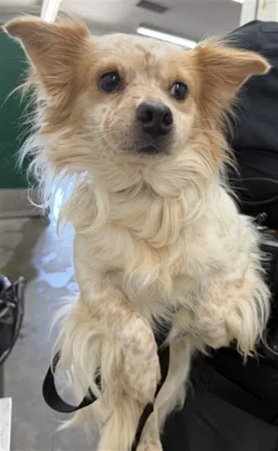 Benjamin - Chihuahua